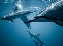 开云app-手游的魅力：在指尖开启无穷可能的日常探险